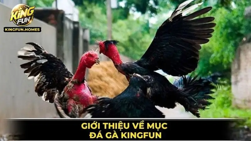 Đá Gà Kingfun 1 Giới Thiệu Về Mục Đá Gà